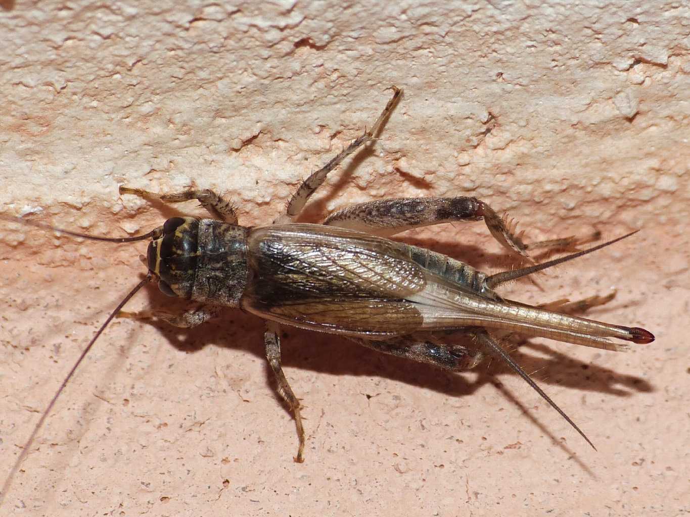 Femmina di Eumodicogryllus bordigalensis?